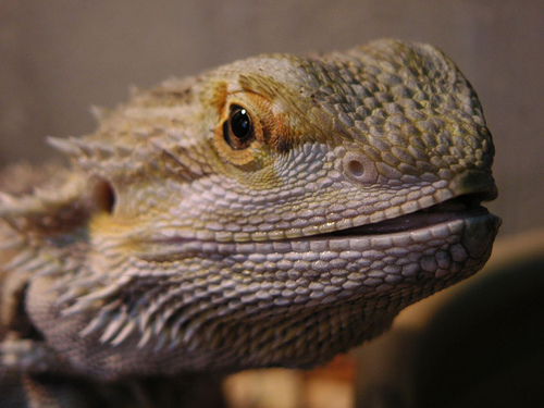 East texas exotics reptiles