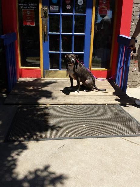 9 Charlotte Spots to Take Your Dog for Ice Cream