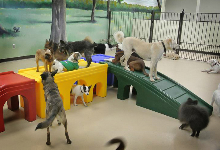 Dog daycare best sale for vacation