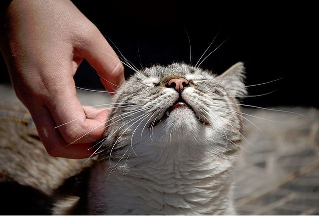 Your cat does actually love you but doesn't want to be petted