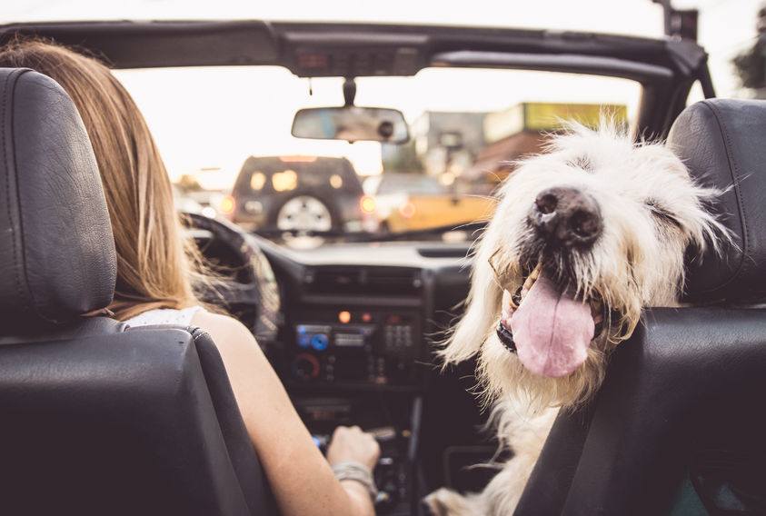 Pet friendly road store trip