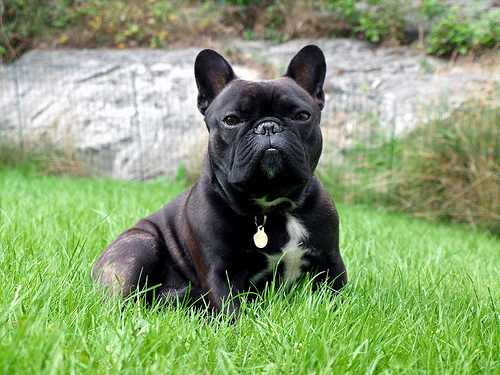 French Bulldog Clubs In The United States Petswelcome Com