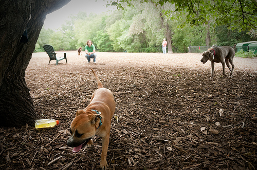 are dogs allowed in mn parks