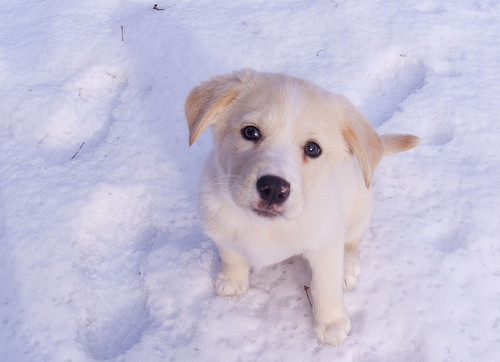 cuddly snow dog