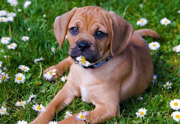 It's Spring! 5 Tips for Dog Owners - Petswelcome.com