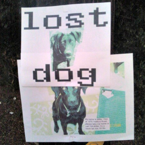 how to help a lost dog find his way home