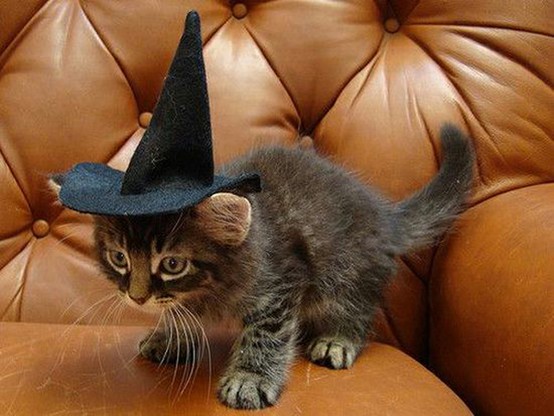 7 Hilarious Cat Costumes for Halloween 