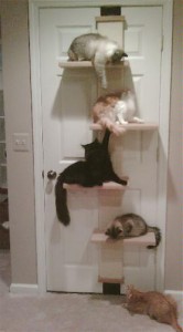 smart cat climber