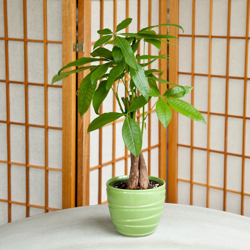 7 Indoor Plants That Are Safe for Pets 