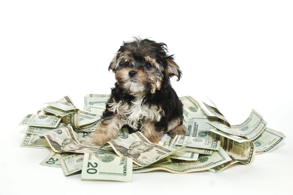 For the Love of Pets! We Spent $56 Billion On Them Last Year