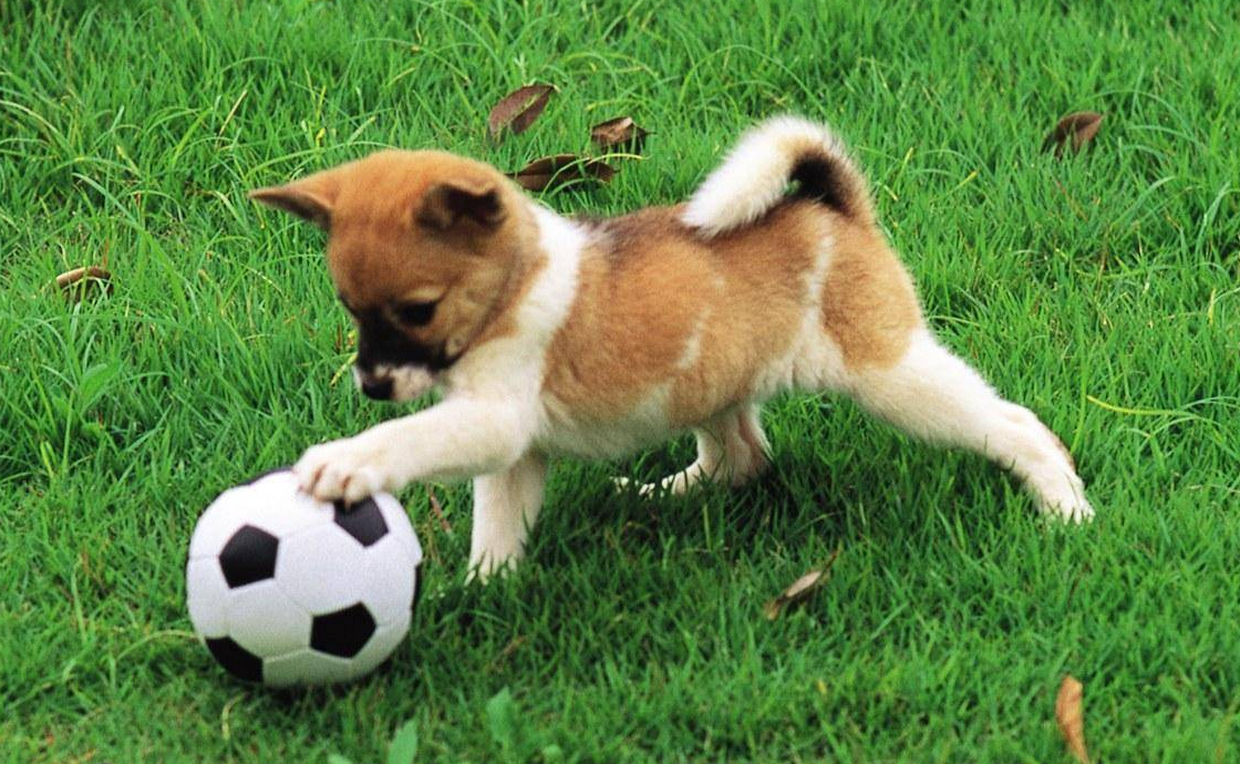 What If Your Dog Doesn't Want To Play? - Petswelcome.com