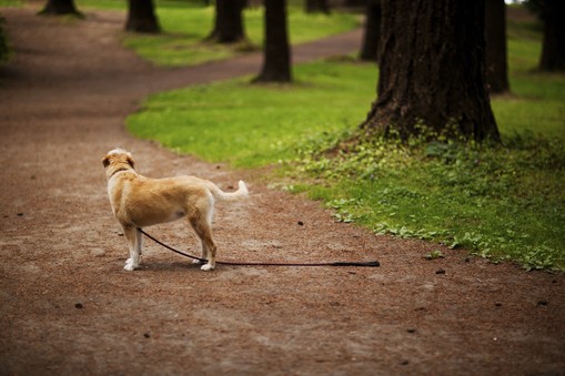 what-to-do-if-you-find-a-lost-pet-petswelcome