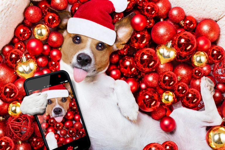 40 Gifts for Dog Lovers, Perfect for Christmas Holidays! - Petswelcome.com