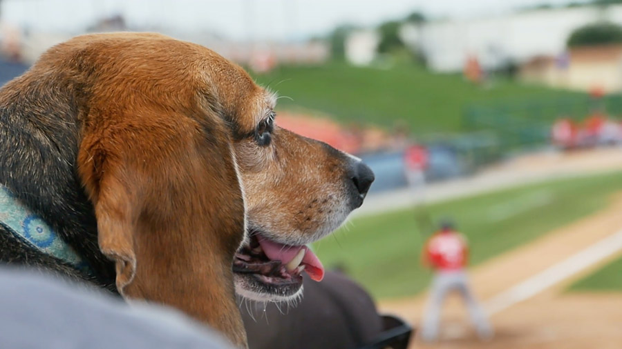 2020 Bark in the Park Major League Baseball Games