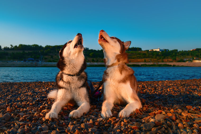 dogs howling