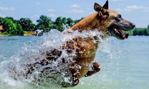 pies wyskakujący z wody w St. Augustine FL